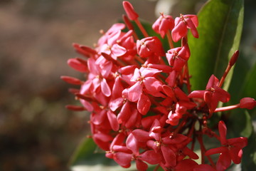 red flower in the garden.