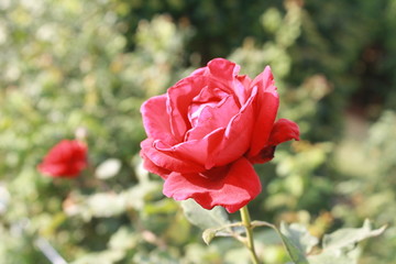 Obraz premium rose flower in the garden. love valentine day.