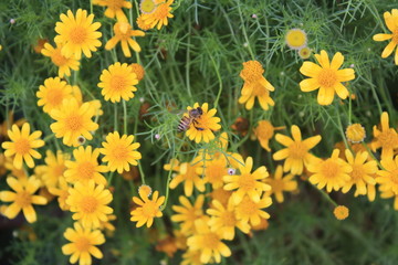 yellow flower in the garden.