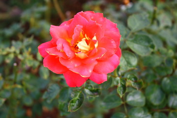 rose flower in the garden. love valentine day.