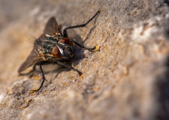 Blow fly, carrion fly, bluebottles, greenbottles, or cluster fly