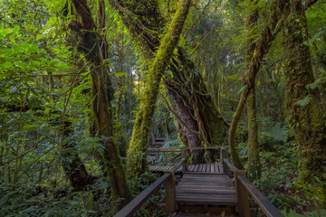 Tropical Rain Forest (Angka Nature Trail,Doi Inthanon National Park)Chiang Mai Thailand
