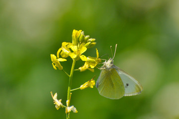 Small White butterfly, Pieris rapae, On wildflower. White butterfly on yellow flower in meadow