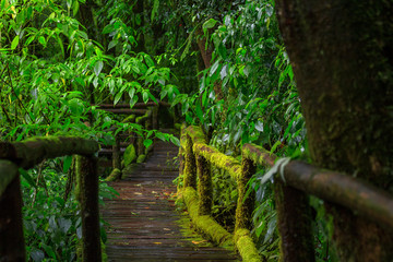 Tropical Rain Forest (Angka Nature Trail,Doi Inthanon National Park)Chiang Mai Thailand
