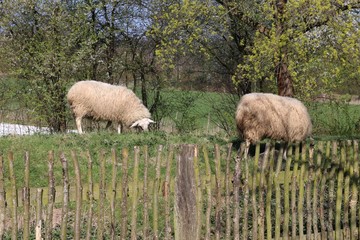 Schafe auf der Weide 
