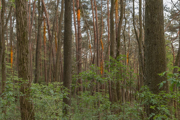 Fototapeta premium Sonnenstrahlen im Wald