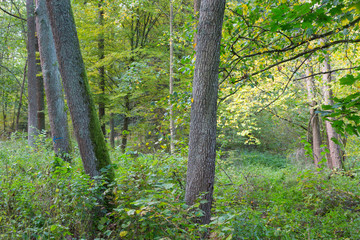 Fototapeta premium Old alder trees in autumnal deciduous stand