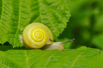 Little yellow snail crawling on green leaf in garden. Snail in nature in grass next to a river © Ivan