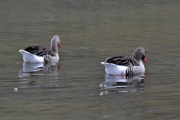 Zwei russische Gänse schwimmen in einem stehenden Gewässer © Anton Faustmann
