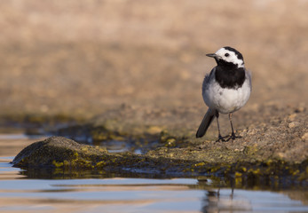 white wagtail on the edge of a pond