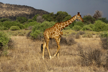 Giraffe