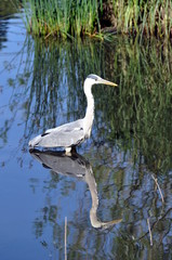 Fischreiher