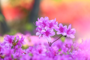 Obraz premium 연산홍