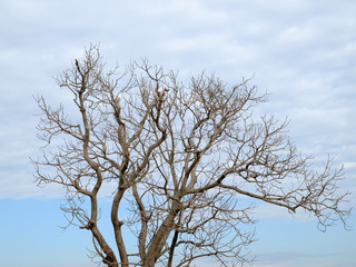 Fototapeta na wymiar dry branch on blue sky background