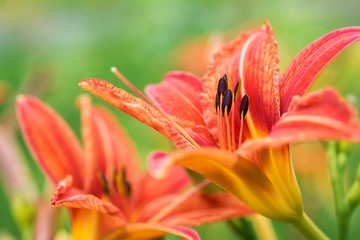 Orange lily flowers on green background