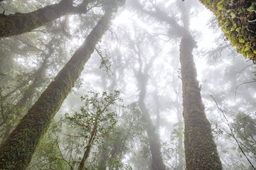 Tropical Rain Forest (Angka Nature Trail,Doi Inthanon National Park)Chiang Mai Thailand
