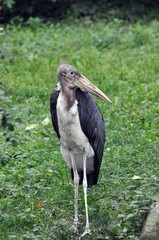 Marabu