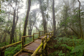 Tropical Rain Forest (Angka Nature Trail,Doi Inthanon National Park)Chiang Mai Thailand
