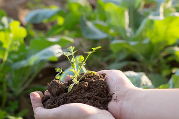 Soil cultivated dirt, earth, ground, agriculture land background Nurturing baby plant on hand,Organic gardening, agriculture. Nature closeup and selective focus.