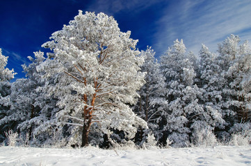 Winter white frozen pine trees in snow and rime on the background of bright blue sky Altai...