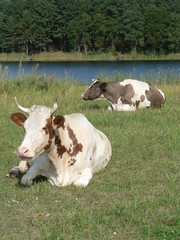  Cows by the river