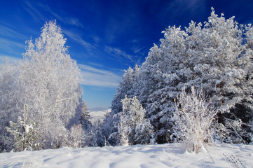 Winter white frozen birch trees in snow on the background of bright blue sky Altai Mountains, Siberia, Russia