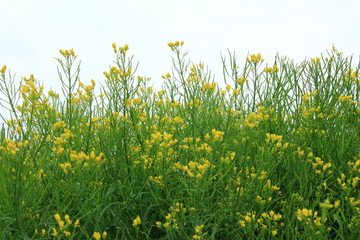 Fototapeta premium 水菜の花