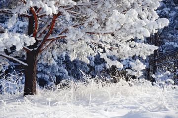 Winter white cold frozen pine tree in snow on the background of rime forest Altai Mountains, Siberia, Russia