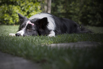 Portrait of a sad border collie puppy