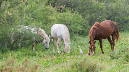 Obraz na płótnie Canvas Horses in a field with a western cattle egret in Camargue