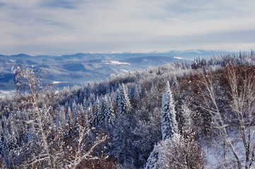 Winter white frozen fir forest taiga trees in snow on the background of bright blue sky Altai Mountains, Siberia, Russia