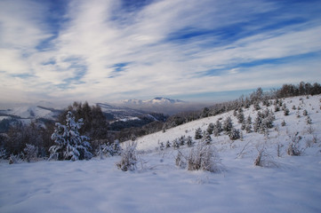 Winter snowy mountain slope with young small pine trees on the background of mountain valley and hills under dawn twilight. Altai Mountains, Siberia, Russia