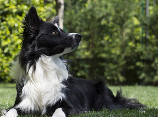 Happy border collie puppy in the garden, with papillon in the head