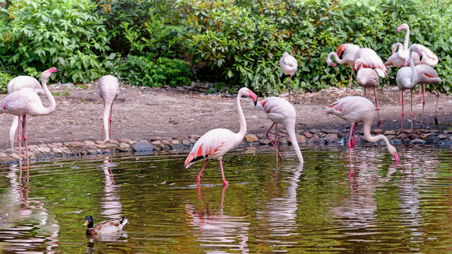 Flock of flamingos. Lanscape of life of birds