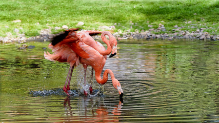 Pair of flamingos stand in a pond. He and she. American flamingo