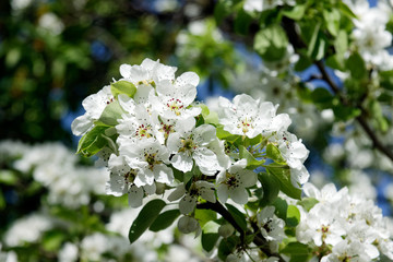 White apple tree flower, seasonal floral nature background