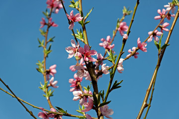Beautiful pink peach blossom in springtime over blue sky
