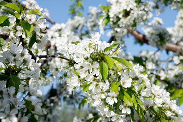 Fototapeta premium Beautiful white cherry blossom in springtime over blue sky