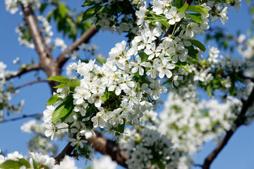 Beautiful white cherry blossom in springtime over blue sky