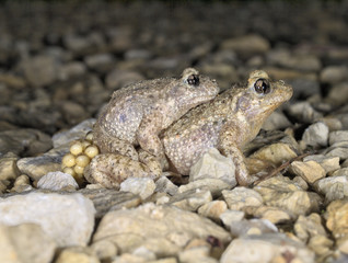 crapaud accoucheur accouplement