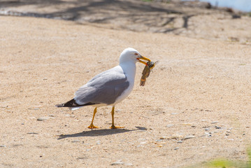 Gull with a big fish in the beak