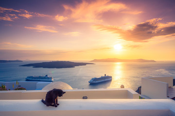 A black cat on a ledge at sunset at Fira town, with view of caldera, volcano and cruise ships,...