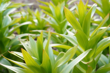 Bright green spring grass