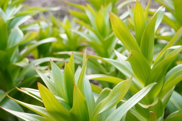 Bright green spring grass