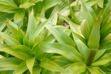 Obraz premium Bright green spring grass