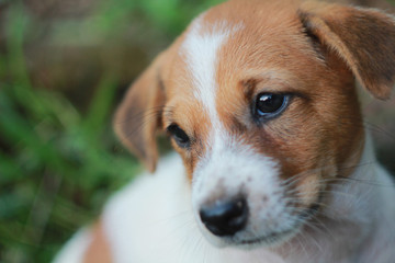  portrait of  sad puppy