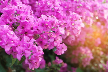 beautiful purple spring flower (Bougainvillea) branches that can be used as wallpaper