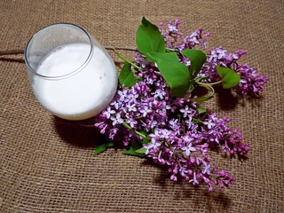 Obraz na płótnie Canvas Milk and branch of lilac