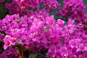 beautiful purple spring flower (Bougainvillea) branches that can be used as wallpaper