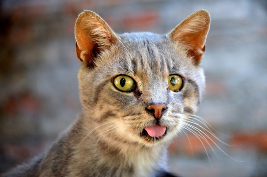 Gatto che fa la linguaccia